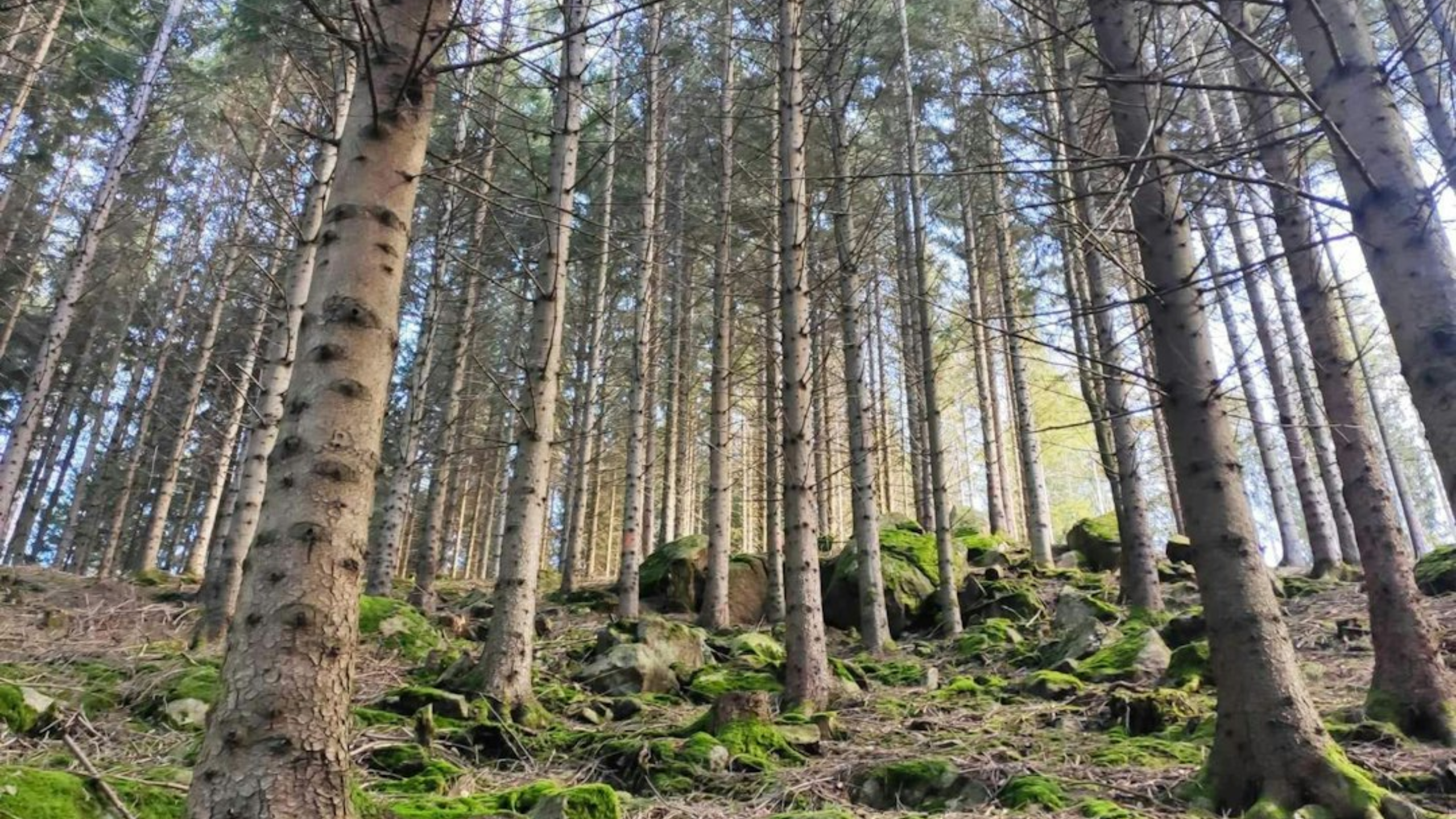 forêt urbaine